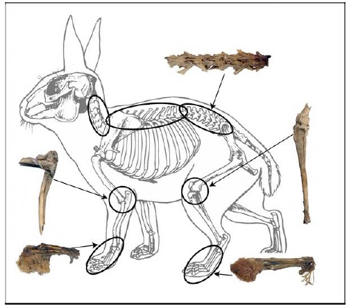 Illustration of jackrabbit skeleton with images of articulated specimens from Antelope Cave, Arizona
